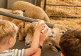 Adam Henson's Cotswold Farm Park Cheltenham, Gloucestershire