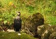 Cormorant