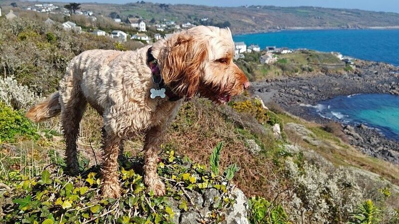Little Trevothan Camping & Caravan Park – Holidays Near Coverack, Lizard Peninsula, Cornwall - A dog friendly park and plenty of dog friendly beaches! Little Trevothan Camping & Caravan Park – Holidays Near Coverack, Lizard Peninsula, Cornwall - A dog friendly park and plenty of dog friendly beaches!