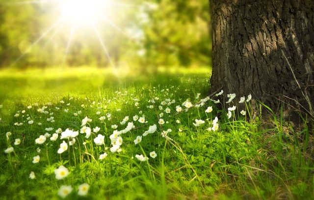 Spring tree and flowers