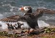 Puffin - one of the many local places to see at the nearby Farne Islands