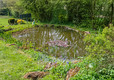 Pond