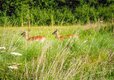 Wild Deer