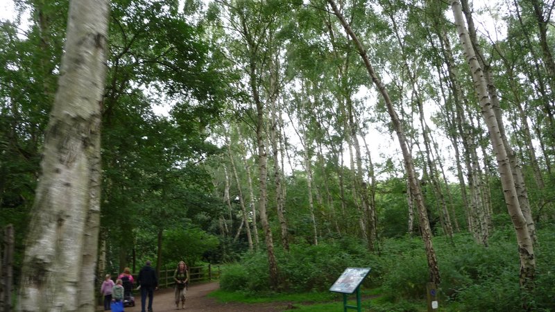 Sherwood Forest - Picture of Sherwood Forest