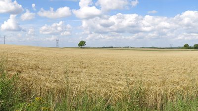 Cereal field in Dosches (Aube) (© By Tangopaso (Self-photographed) [Public domain], via Wikimedia Commons)
