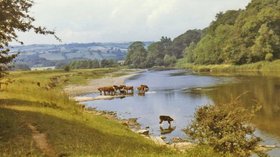 River Wye near Hay on Wye with cattle drinking  (© © Copyright Christine Matthews (https://www.geograph.org.uk/profile/1777) and licensed for reuse (http://www.geograph.org.uk/reuse.php?id=715363) under this Creative Commons Licence (https://creativecommons.org/licenses/by-sa/2.0/).)