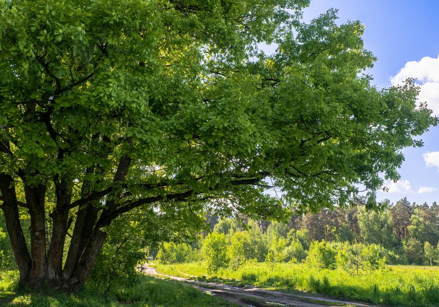 Sherwood Pines Camping, Nottingham, Nottinghamshire