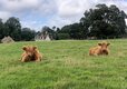 Notgrove Holidays Animals
