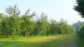Cider orchards east of Hereford (© Jonathan Billinger / Cider orchards east of Hereford 2 (original photo: https://commons.wikimedia.org/wiki/File:Cider_orchards_east_of_Hereford_2_-_geograph.org.uk_-_899483.jpg))