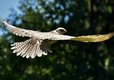 Yorkshire falcon