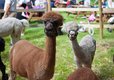 Resident alpacas