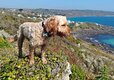 Little Trevothan - Dog Friendly 8