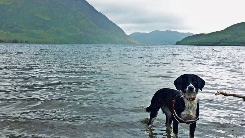 Pup at the lake - Fetch! (© © 2017 Lauren Williams)