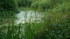 Hidden Gem (© Rose and Trev Clough [CC BY-SA 2.0 (https://creativecommons.org/licenses/by-sa/2.0)], via Wikimedia Commons (original photo: https://commons.wikimedia.org/wiki/File:Hidden_Gem_-_geograph.org.uk_-_461045.jpg))