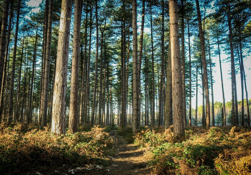 Sherwood Pines Camping, Nottingham, Nottinghamshire