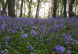 Bluebells in nearby woods