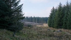 Coniferous plantation on Richmond Out Moor  (© © Copyright Trevor Littlewood (https://www.geograph.org.uk/profile/39198) and licensed for reuse (http://www.geograph.org.uk/reuse.php?id=5232448) under this Creative Commons Licence (https://creativecommons.org/licenses/by-sa/2.0/).)