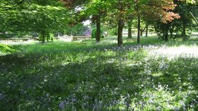 Bluebell Woods  (© © Copyright Ann Cook (https://www.geograph.org.uk/profile/7996) and licensed for reuse (http://www.geograph.org.uk/reuse.php?id=1955406) under this Creative Commons Licence (https://creativecommons.org/licenses/by-sa/2.0/).)