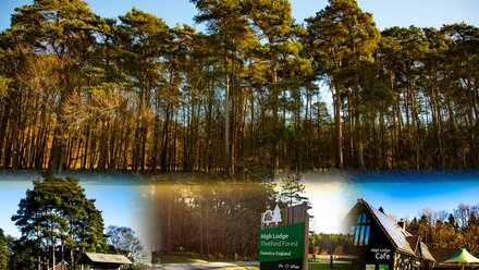 Go Wild Thetford Camping in Norfolk