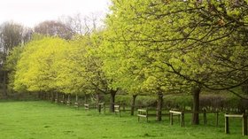 Trees by the Ripon Rowel Walk  - Trees by the Ripon Rowel Walk (© © Copyright Derek Harper (https://www.geograph.org.uk/profile/5089) and licensed for reuse (http://www.geograph.org.uk/reuse.php?id=3955182) under this Creative Commons Licence (https://creativecommons.org/licenses/by-sa/2.0/).)