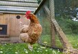 chicken - 17