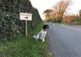 Little Trevothan - Dog Friendly 6