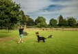 Dog Run
