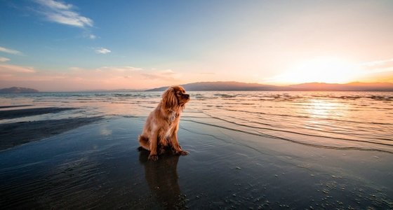 dog-friendly-holidays-in-cornwall