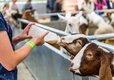 Adam Henson's Cotswold Farm Park Cheltenham, Gloucestershire