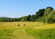 Wild deer 2