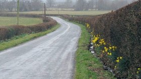 Roadside daffodils between Llangadog and Myddfai (© © Copyright Nigel Davies (http://www.geograph.org.uk/profile/860) and licensed for reuse (http://www.geograph.org.uk/reuse.php?id=1764619) under this Creative Commons Licence (https://creativecommons.org/licenses/by-sa/2.0/))