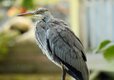 Heron on rail