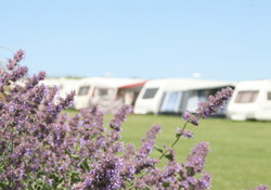 Picture of Carnevas Farm Holiday Park, Cornwall, South West England