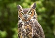 Tawny Owl - Meet the neighbours!