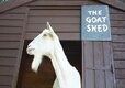resident goats - 24
