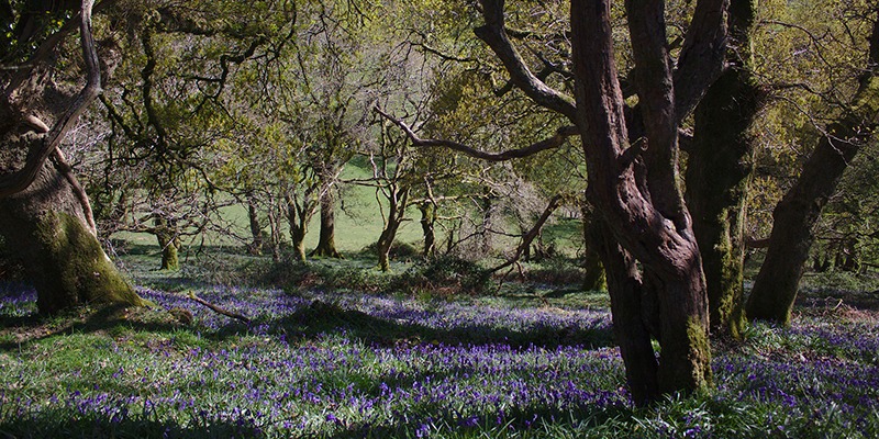 Walking Trails: A Guide to the National Trails in South-West England - Bluebells
