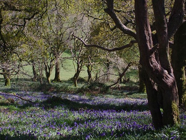 Walking Trails: A Guide to the National Trails in South-West England - Bluebells