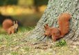 Red Squirrels