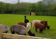 Alpaca holidays in Worcestershire