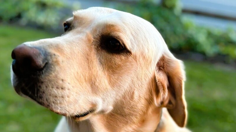Fred the dawg 3