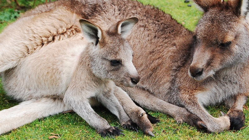 A wallaby mother with her baby - <i>A wallaby mother with her baby</i>