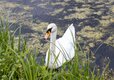 Wildlife-03