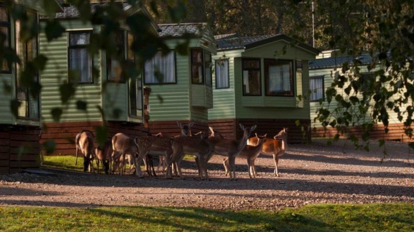 Static holiday homes - There is plenty of wildlife, such as deer etc., running close to the park