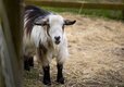 Notgrove Holidays Animals