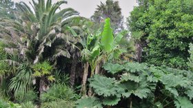 Penzance, Morrab Gardens (© By Palickap (Own work) [CC BY-SA 3.0 (http://creativecommons.org/licenses/by-sa/3.0)], via Wikimedia Commons (original photo: https://commons.wikimedia.org/wiki/File:Penzance,_Morrab_Gardens_01.jpg))