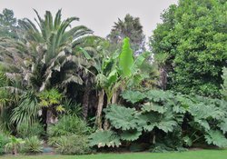 Penzance, Morrab Gardens (© By Palickap (Own work) [CC BY-SA 3.0 (http://creativecommons.org/licenses/by-sa/3.0)], via Wikimedia Commons (original photo: https://commons.wikimedia.org/wiki/File:Penzance,_Morrab_Gardens_01.jpg))