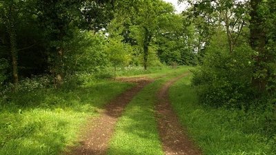 Path through Bulley Wood 