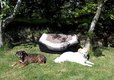 Little Trevothan Camping & Caravan Park