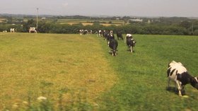 Cattle at Middlewick (© © Copyright Derek Harper (http://www.geograph.org.uk/profile/5089) and licensed for reuse (http://www.geograph.org.uk/reuse.php?id=3567494) under this Creative Commons Licence (https://creativecommons.org/licenses/by-sa/2.0/).)