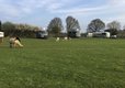 Alpaca holidays in Worcestershire